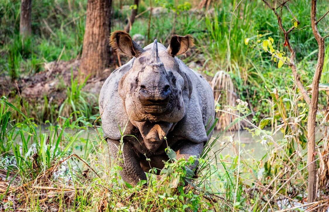 Chitwan national park in nepal, things to do Kathmandu, narayangarh chitwan nepal,